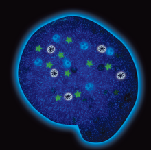 Load image into Gallery viewer, Total Eclipse 4" Thinking Putty